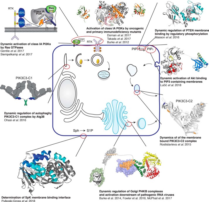Dynamic structural biology at the protein membrane interface.